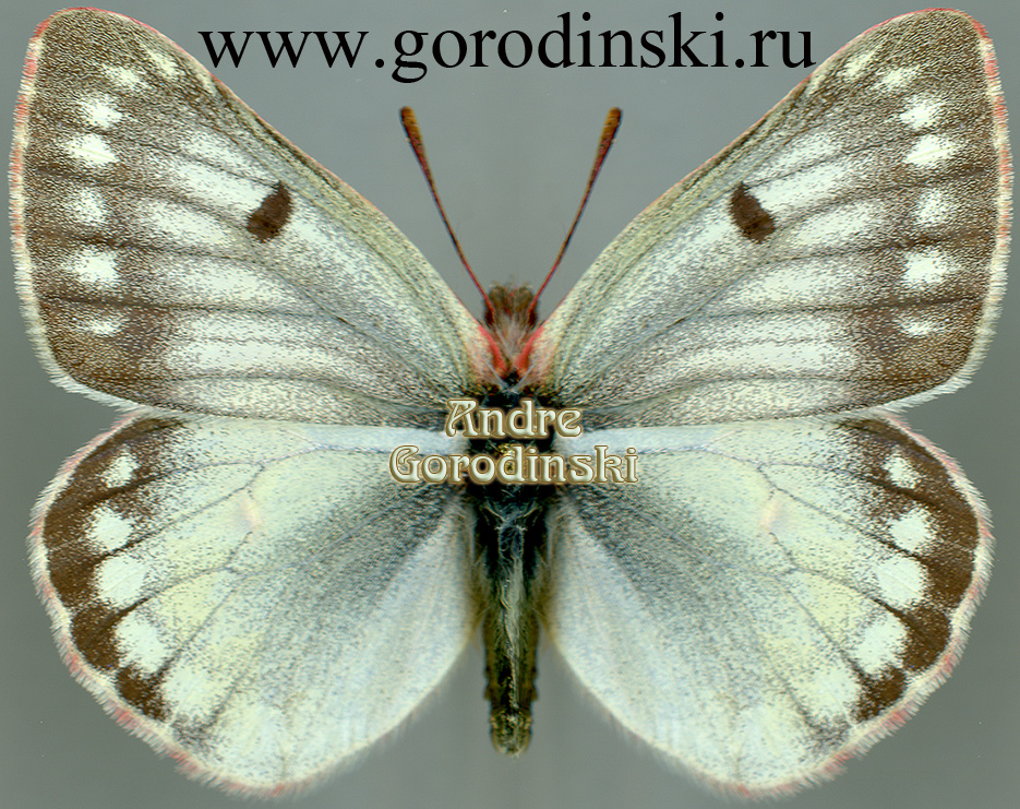 http://www.gorodinski.ru/pieridae/Colias nastes jakutica.jpg